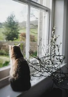 Кошка смотрит в окно определи стиль