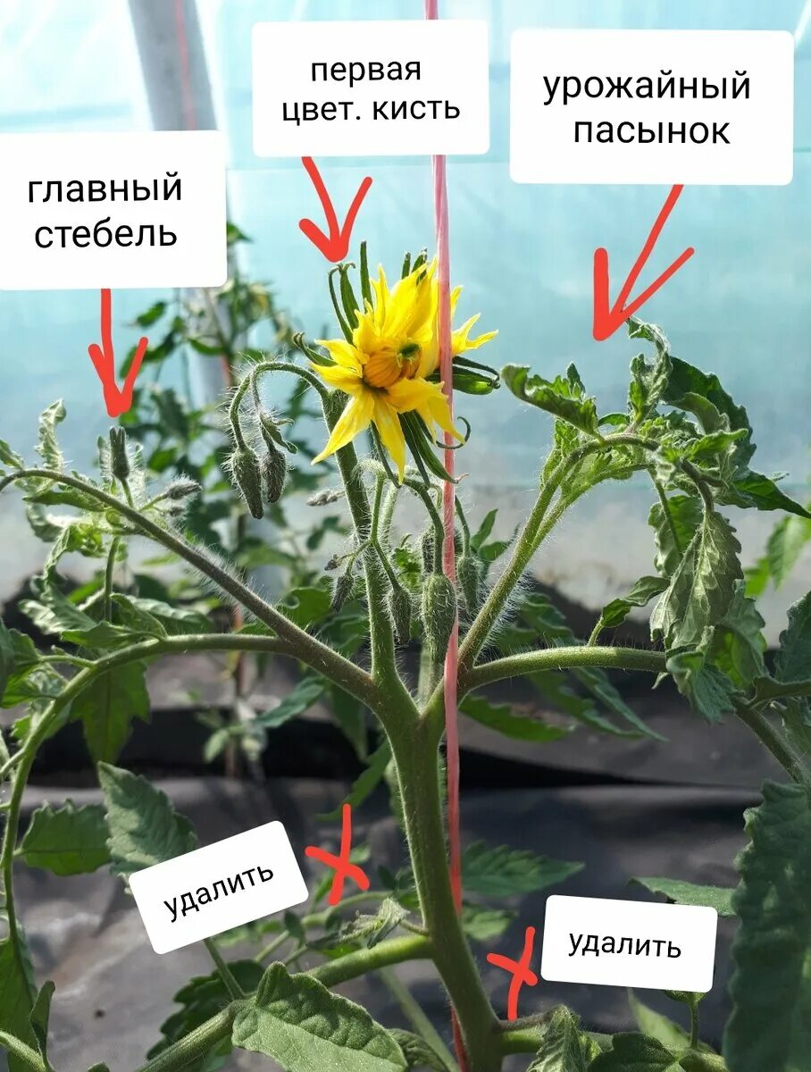 Пасынкование низкорослых помидор. Пасынки у томатов. Первая Цветочная кисть у томатов. Пасынкование томатов.