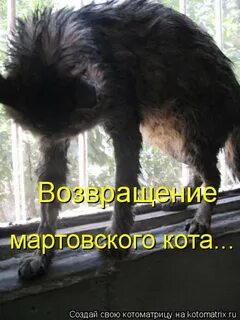 Кот вернулся домой