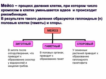 В процессе деления клетки наиболее существенные преобразования