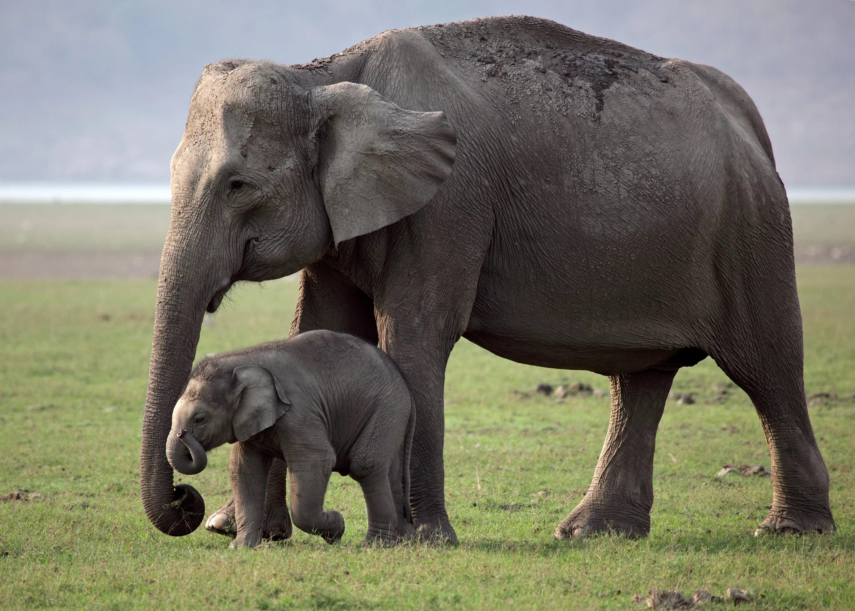 Sister elephant. Слон слониха Слоненок. Слоновий хвост. Слониха со слоненком. Слон с детенышем.