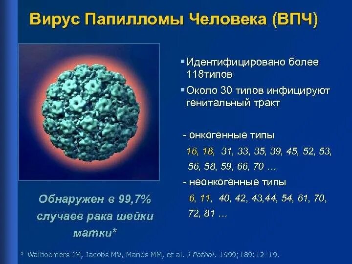 Вирус папилломы ВПЧ 16 типа. ВИУС папиломы человека. Высокоонкогенный Тип вируса папилломы человека. Вируспопиломы человека.