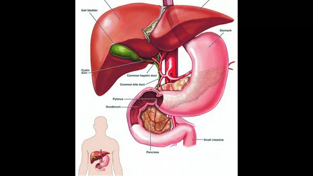 Желудок и желчный пузырь.