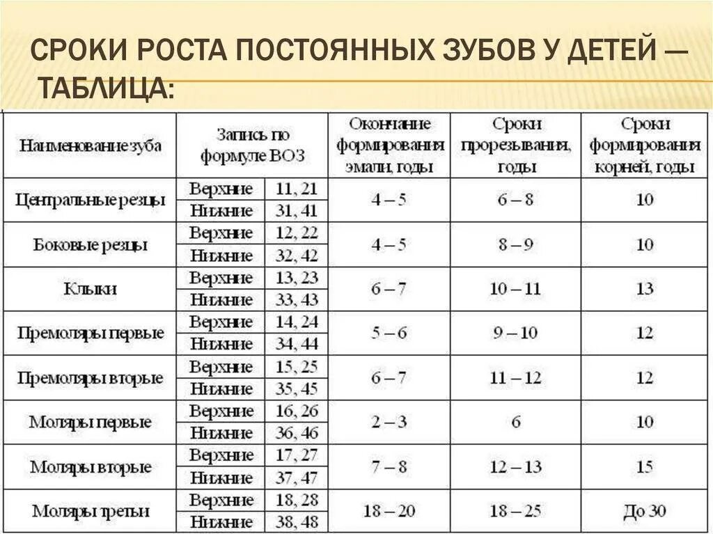 Зубы по возрасту таблица. Сроки прорезывания постоянных зубов. Сроки прорезывания молочных и постоянных зубов таблица. Сроки прорезывания первых моляров.