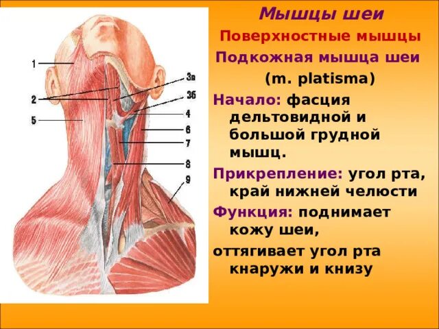 Подкожная мышца шеи анатомия. Иннервация подкожной мышцы шеи. Мышцы шеи поверхностные платизма. Подкожная мускулатура. Подкожная мускулатура.