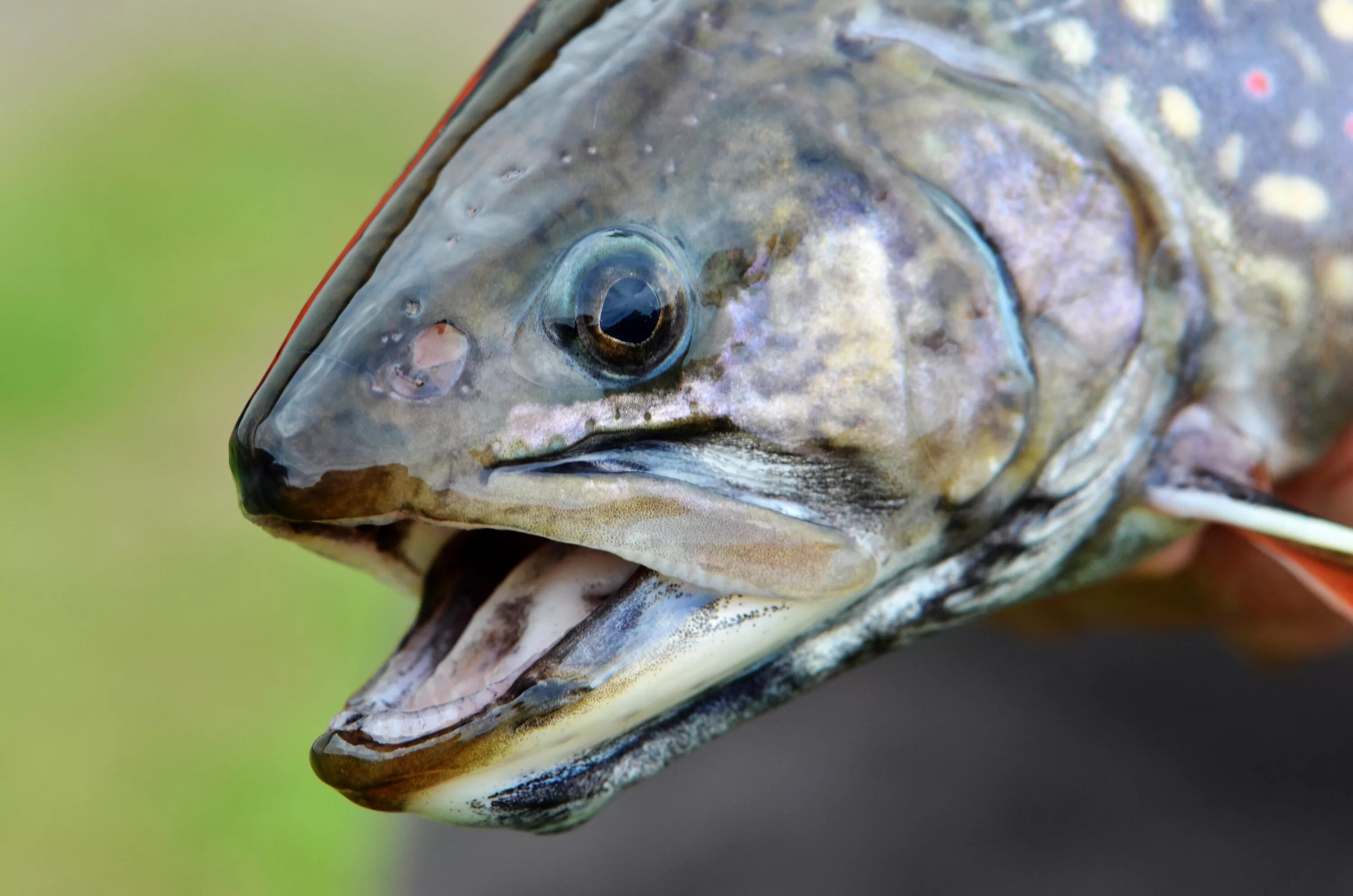 Рыба с открытым ртом. Голова рыбы. Рыбьи головы. Лосось голова рыбы.