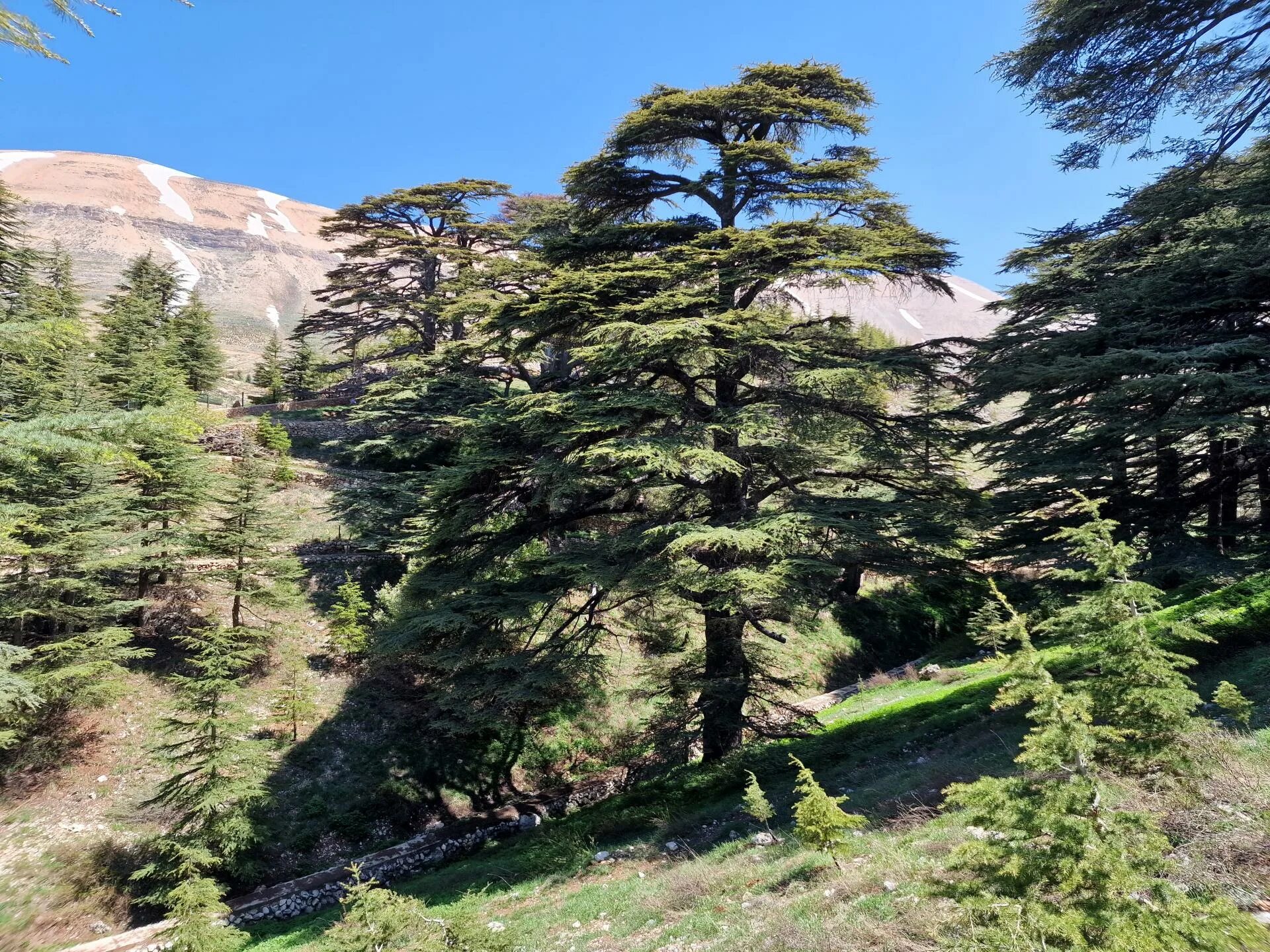 Ливанский кедр история. Ливанский кедр это. Кедр гималайский дерево. Ливанский кедр в алуште. Ливанский кедр в италии.