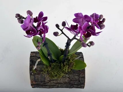 Scenza plants