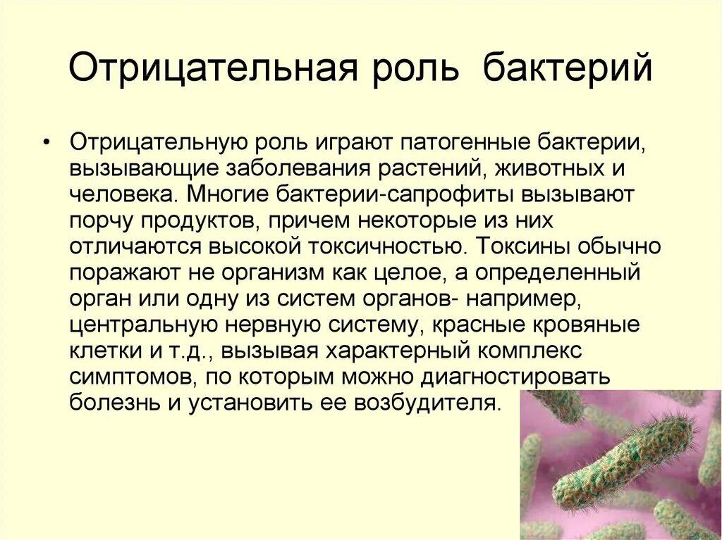 Роль бактерий в цепях питания. Доклад о роли бактерий. Роль бактерий в природе. Отрицательная роль бактерий. Роль бактерий в природе положительные и отрицательные.