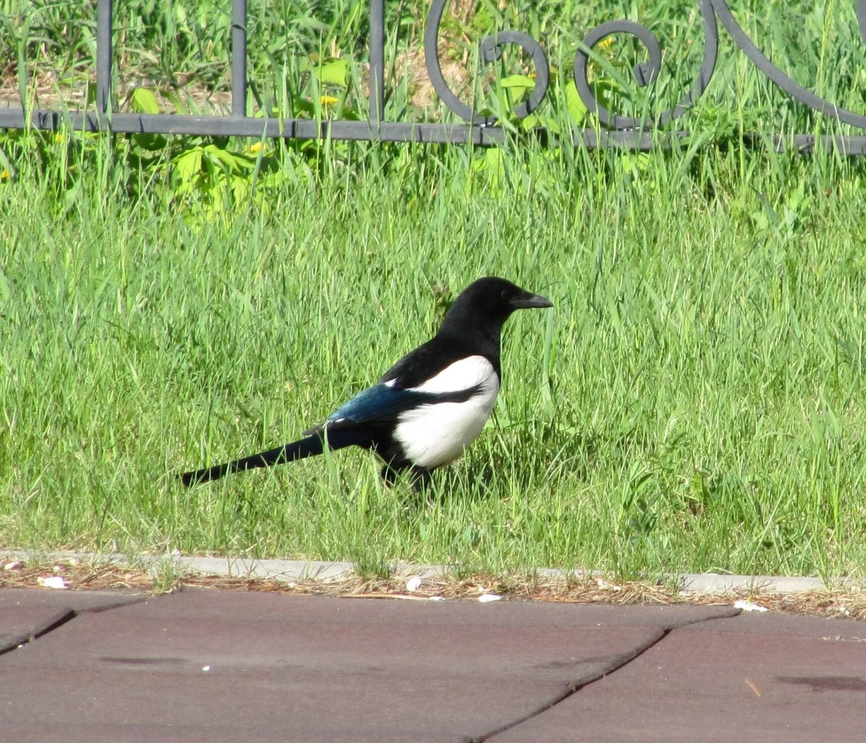 Сорока на заборе. Сороки на заборе. Три сороки на заборе. Сорока обыкновенная. Сороки сидящие на заборе.