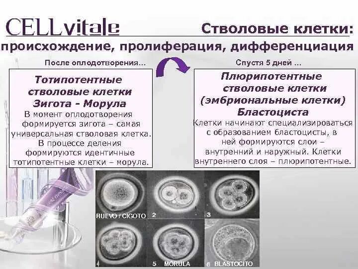 Дифференциация стволовых клеток. Плюрипотентные стволовые клетки эмбрионов. Тотипотентные эмбриональные стволовые клетки. Пролиферация стволовых клеток.