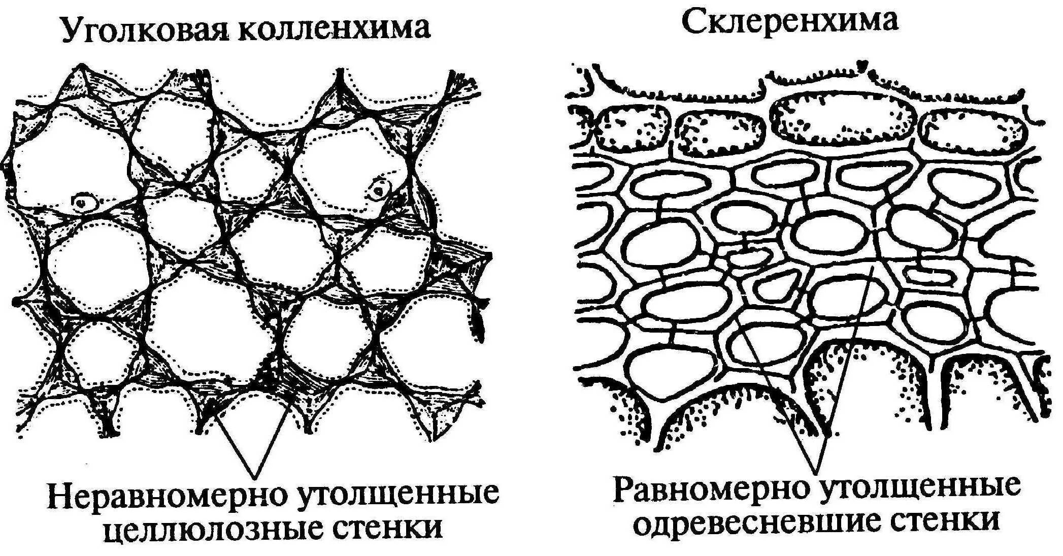 Механическая ткань растений колленхима. Склеренхима клеточные стенки пропитаны лигнином. Склеренхима состоит из. Механическая ткань растений колленхима и склеренхима. Склеренхимные волокна строение.