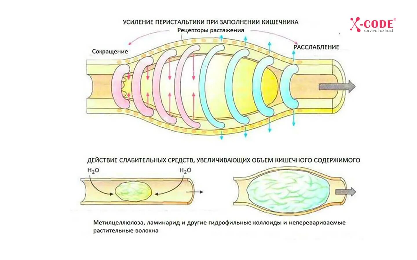 Усиленная моторика кишечника. Усиление перистальтики кишечника. Усиленная перистальтика кишки. Усиление моторики кишечника. Что усиливает перистальтику кишечника.