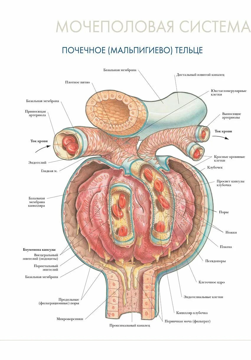 Мочевые органы мужчины. Анатомический атлас Мочеполовая система. Мальпигиево тельце строение. Мальпигиево тельце гистология. Анатомия мочевыделительной системы атлас.