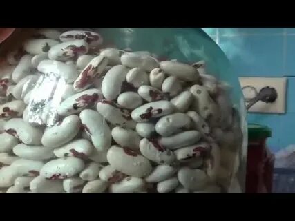 Как хранить фасоль после сбора