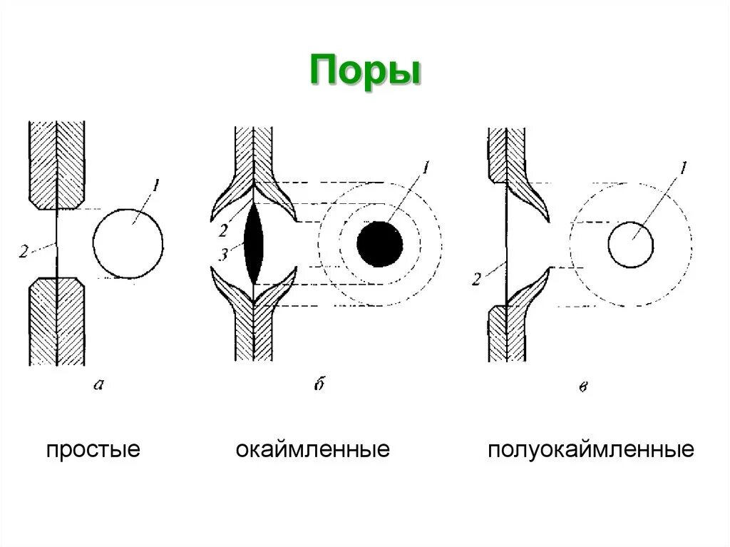 Строение окаймленной поры. Окаймлённые и полуокаймлённые поры. Типы пор растительной клетки. Строение поры клетки.