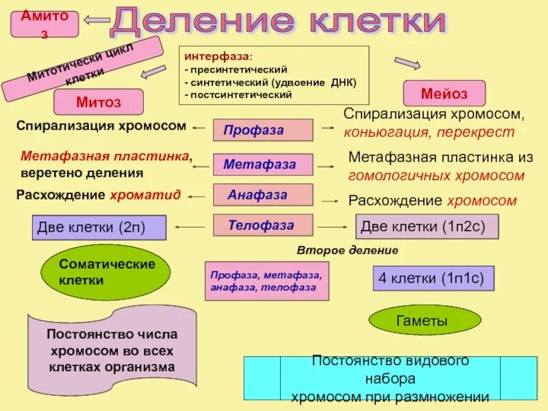Амитоз интерфаза. Интерфаза спирализация хромосом. основные вещества клетки. таблица вещества клетки 10 класс. неорганические вещества клетки конспект.
