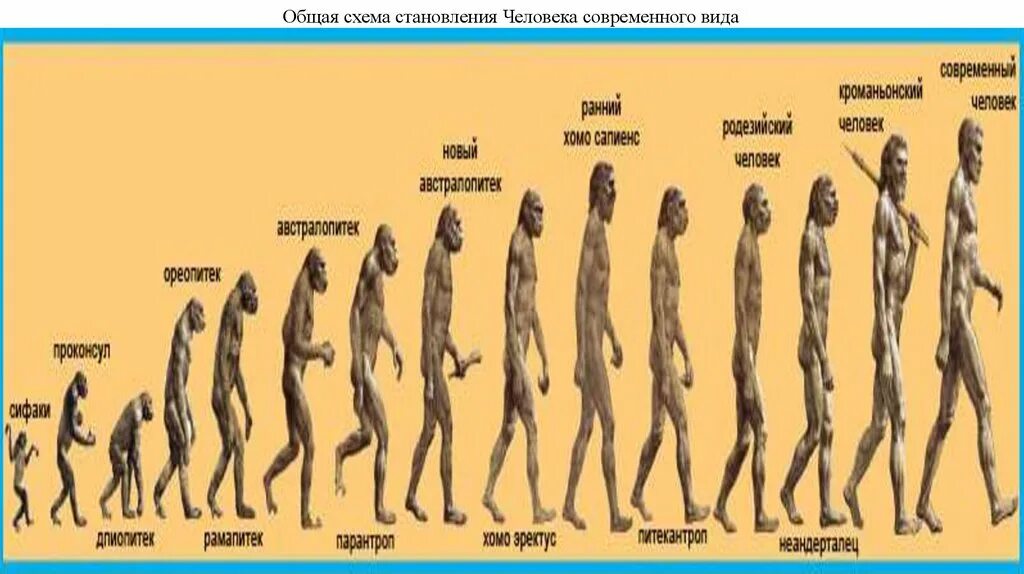 Сколько лет человечеству. Становление человека. Процесс становления человека. Формирование человека современного вида. Этапы формирования человека современного типа.