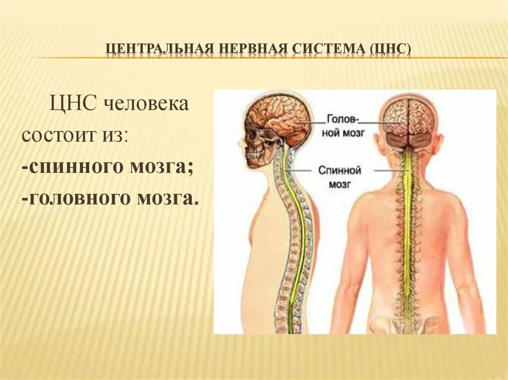 Центральная нервная система (ЦНС). Центральная нервная система состоит из спинного и головного мозга. Центральная нервная система состоит из спинного мозга. Центральная нервная система состоит из головного. Укажите название органа центральной нервной системы человека