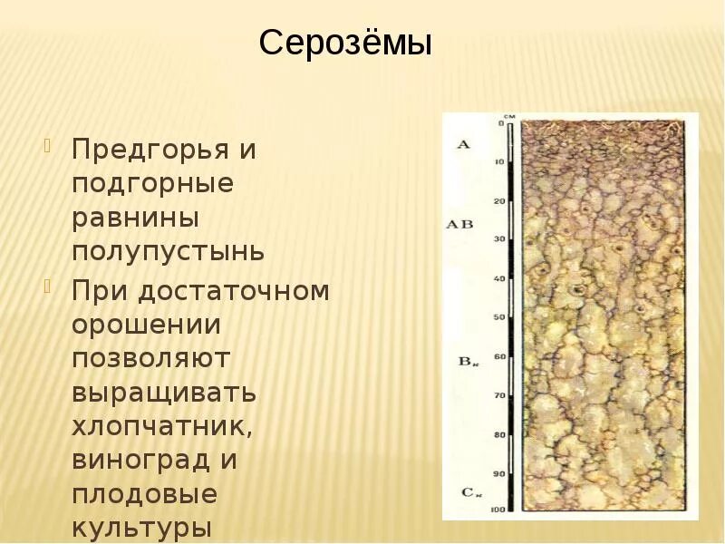 Серо бурые , сероземы почвы почвенный профиль. Сероземы почвы характеристика. Почва пустыни- серозёмы. Почвы- каштановые и сероземы. Особенности почв полупустынь