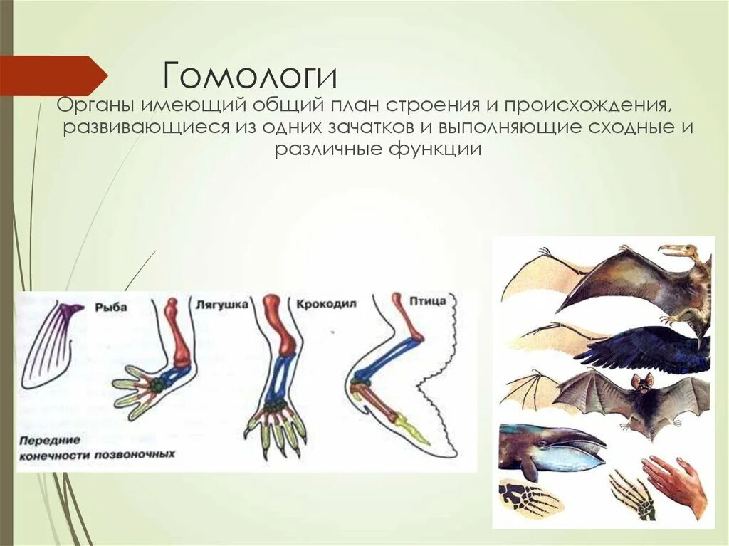 Сходные по строению функциям и происхождению. Гомологи. Органы гомологи. Гомологи и аналоги в биологии. Гомологи доказательства эволюции.