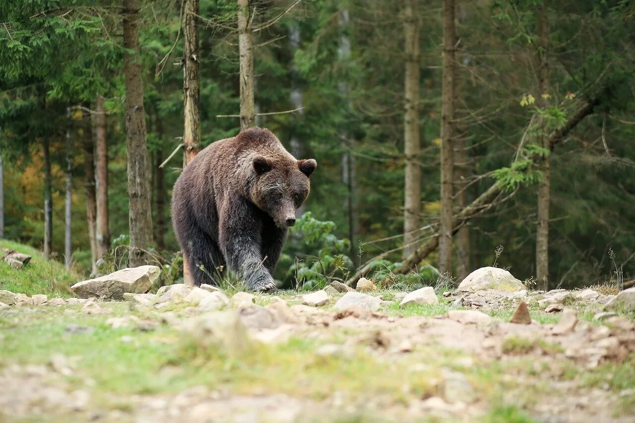 Бурый медведь в тайге. Пинежский заповедник бурый медведь. Олёкминский заповедник бурый медведь. Бурый медведь Новосибирской области.