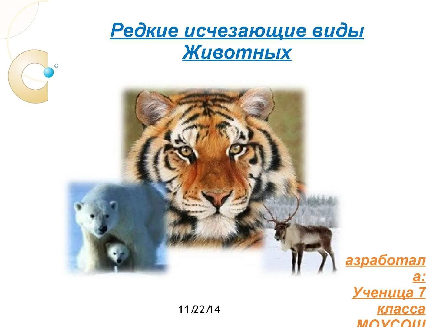 Список редких и исчезающих видов животных. Редкие и исчезающие виды животных.