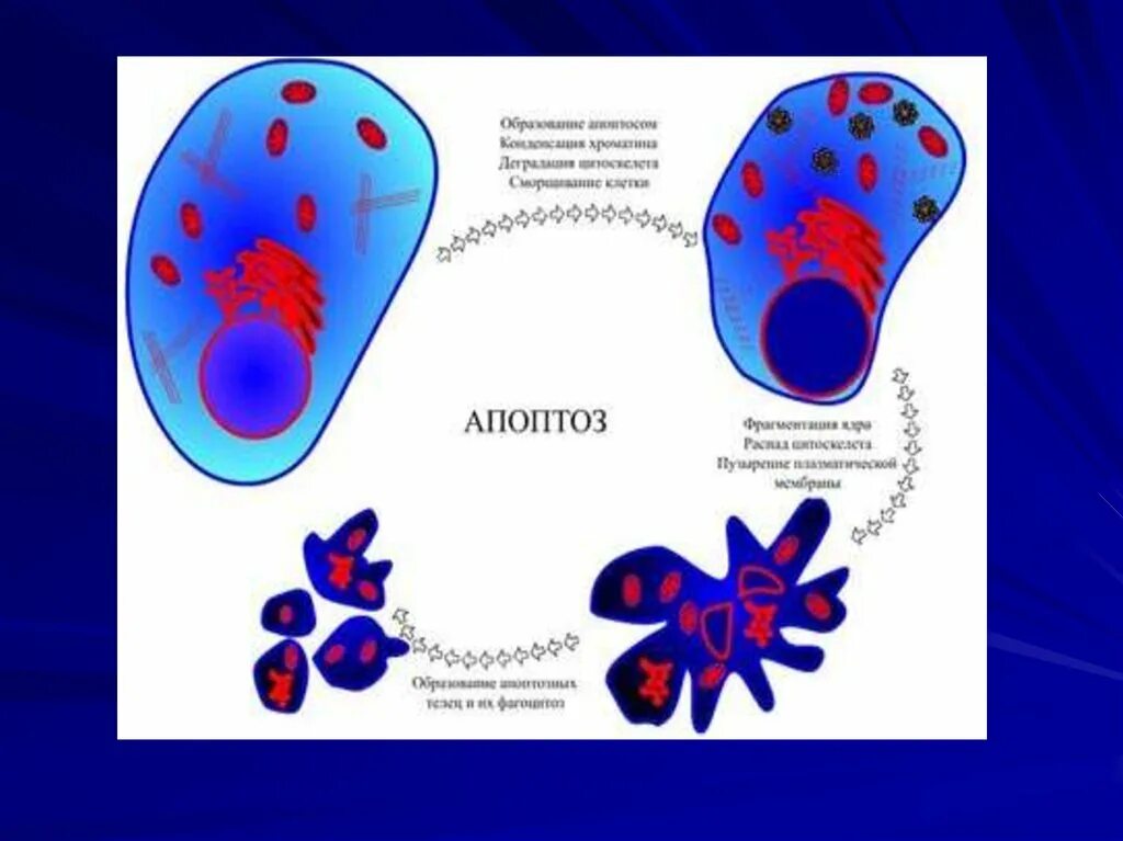 Апоптоз. Клеточный апоптоз. Апоптоз программируемая клеточная смерть регулируемая. Теория апоптоза клеток Скулачева. Апоптоз клеток это