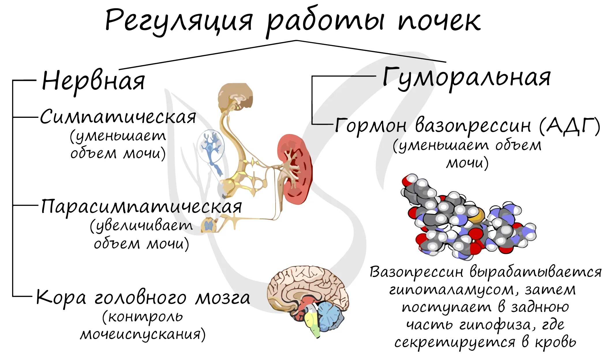 Центр рефлекса мочеиспускания. Механизм нервной регуляции деятельности почек. Регуляция мочеобразовательной функции почек (нервная и гуморальная). Нейрогуморальная регуляция выделительной функции почек.. Нервная регуляции функции почки физиология.