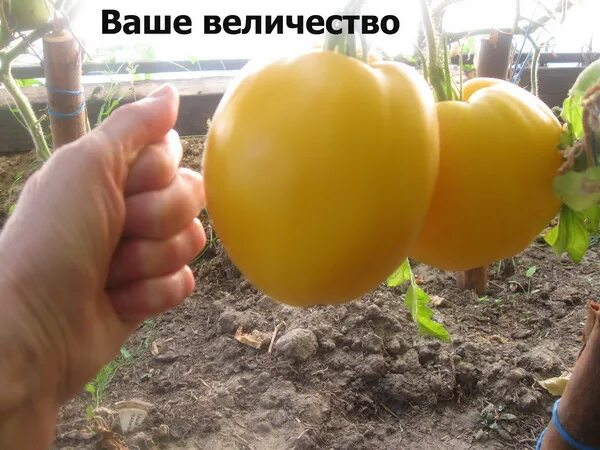 Томат фиеста. Ваше величество томат описание. Томат ваше величество 0,05 г. Сорт томата ваше величество. Сорт томата ваше величество.