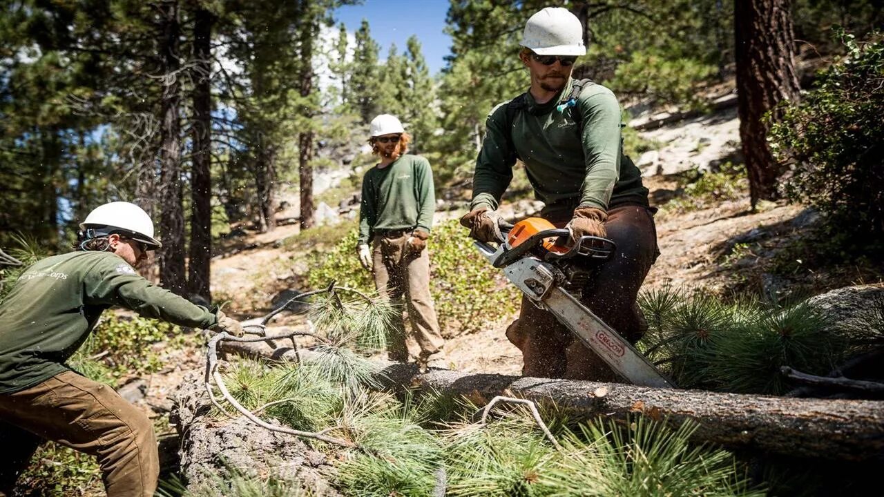 Cut down forest. Лесорубы спиливают деревья. Труженики леса. Лесоруб пилит дерево. Cut down Forests.