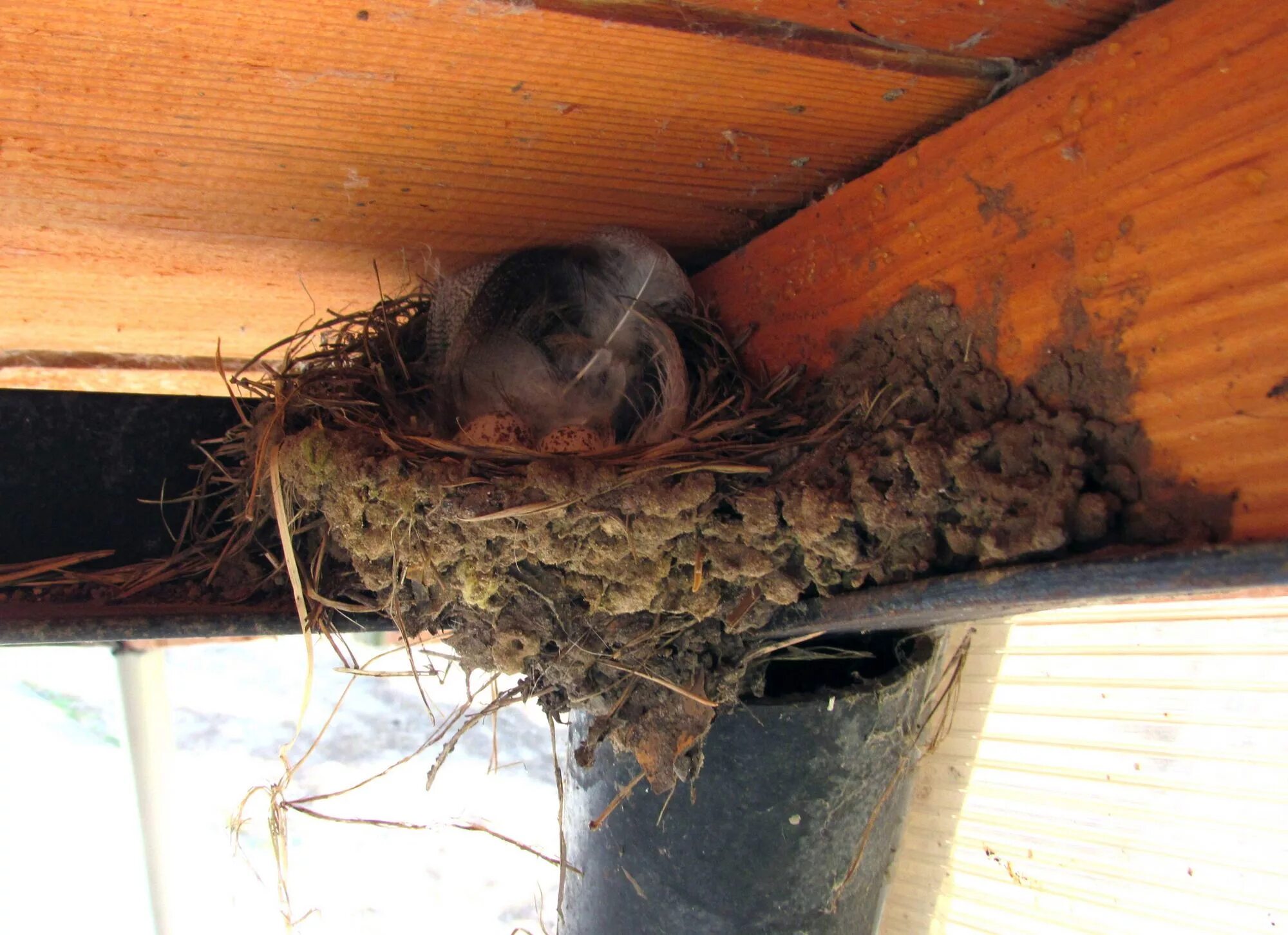Гнездо рядом с домом. Гнездо деревенской ласточки. Гнездо под крышей. Гнездо ласточки под крышей. Птичье гнездо под крышей.