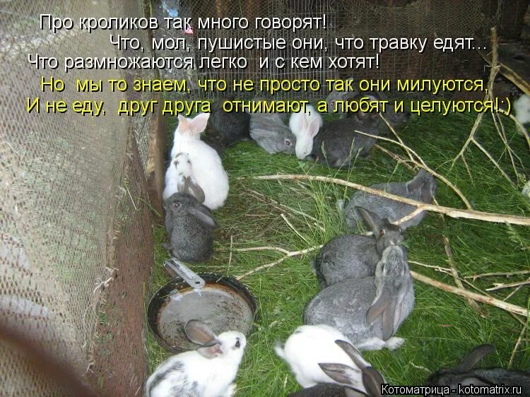 Кролик эстетика. Американский беляк. Всю ночь мне снились зайцы белые. Белый кролик эстетика. Белый кролик.