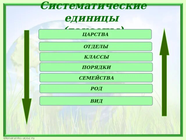 Наибольшей систематической единицей является. Наибольшей систематической единицей является