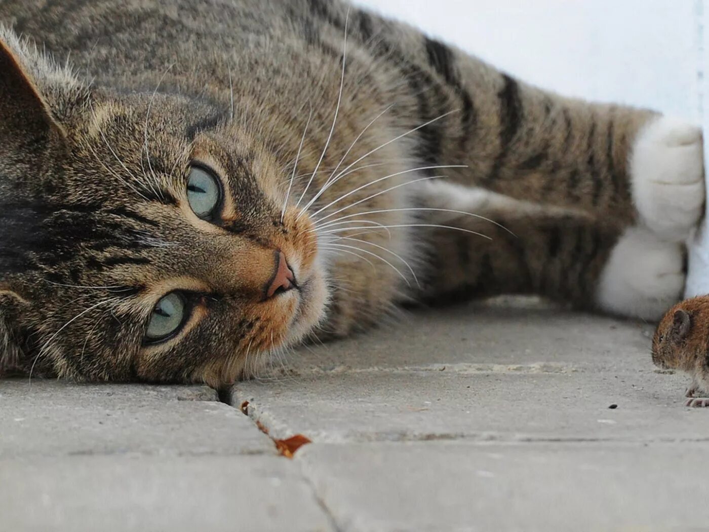 Кот: глаза, которые видят смерть фильм 2011. Кот призрак. Увидеть умирающую кошку. Увидеть умирающую кошку. Кошка спит на улице.