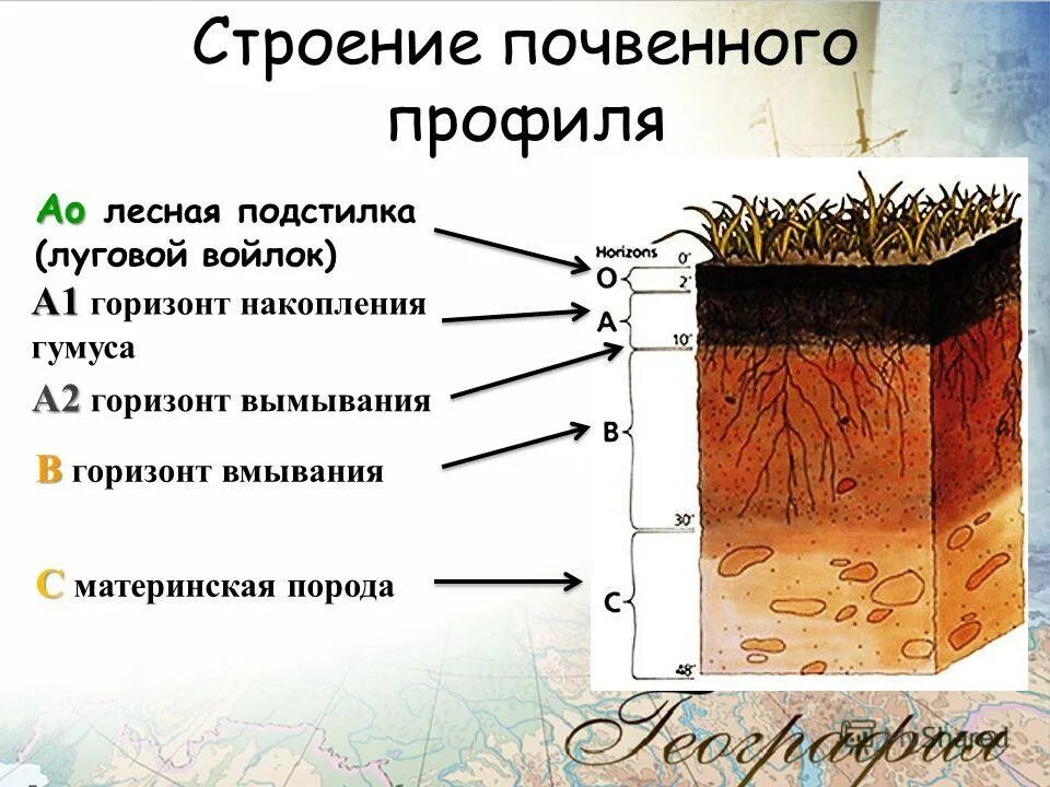 В каких почвах формируется горизонт вымывания. Лесная подстилка гумусовый горизонт горизонт вымывания. структура почвы почвенные горизонты. гумусовый почвенный горизонт почвы. почва, структура и строение почв.
