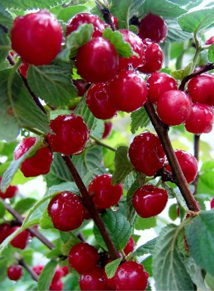 Саженцы вишни москва. Вишня войлочная. Вишня войлочная (Prunus tomentosa). Вишня китайская войлочная. Вишня войлочная мармеладница.