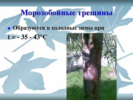 Трещины от холода