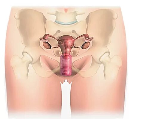 Строение женского организма внутренние органы малого таза. Расположение половых органов у женщин. Анатомия женских органов малого та. Анатомия органов малого таза у женщин.