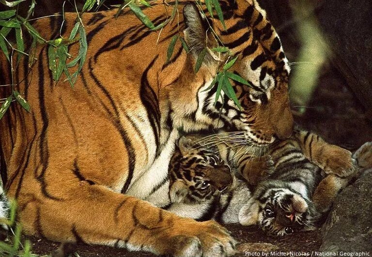 The tiger is large. Тигр забота о потомстве. Тигрица Зита. Тигр картина. Тигрица Сита.