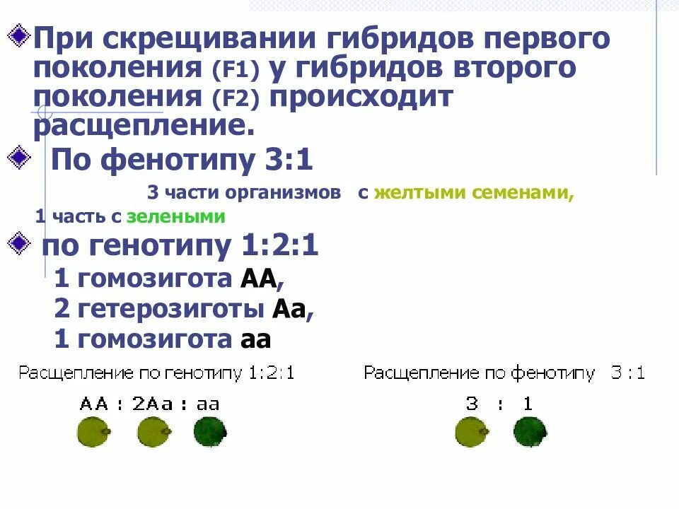 Моногибридное скрещивание 1 и 2 законы менделя. Моногибридное скрещивание гетерозигот. полигибридное скрещивание 3:1. моногибридное скрещивание самостоятельные.