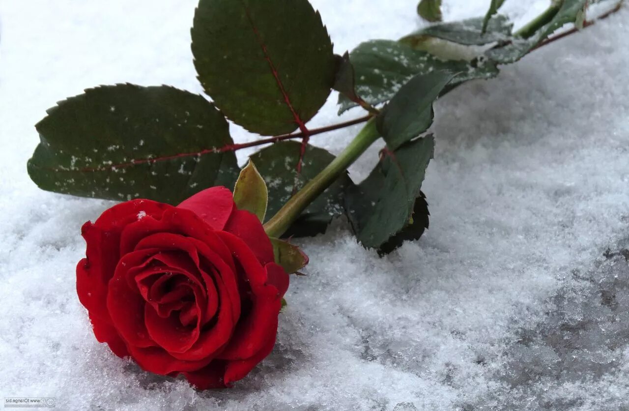 Красные цветы зимние розы. Розы на снегу. Цветы в снегу. Зимняя роза. Красная роза на снегу.