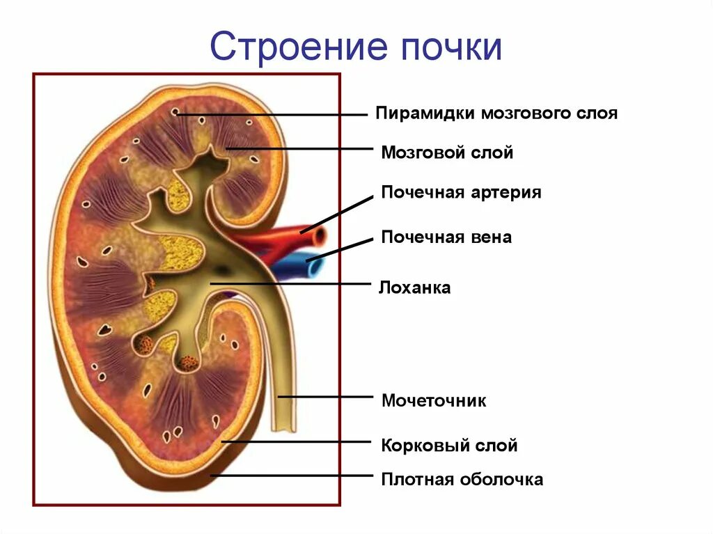 На рисунке 2 изображено строение почки. Строение почки продольный разрез. Строение кортикального слоя почки. Строение почки рисунок. Внутреннее строение почки анатомия нефрон.