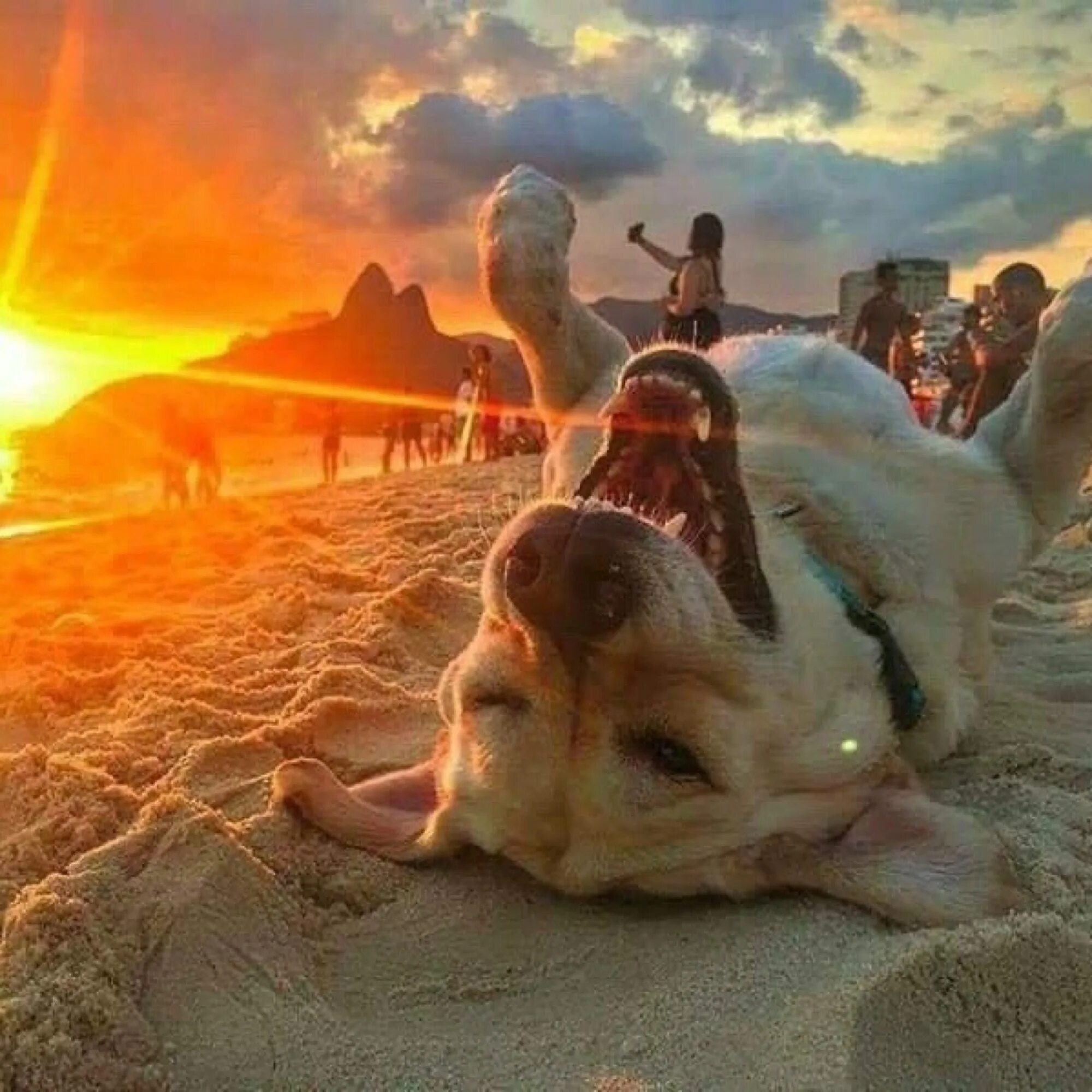 Позитивные картинки. Собака на солнце. Солнце и животные. Собака на солнышке. Настроение кайфовать