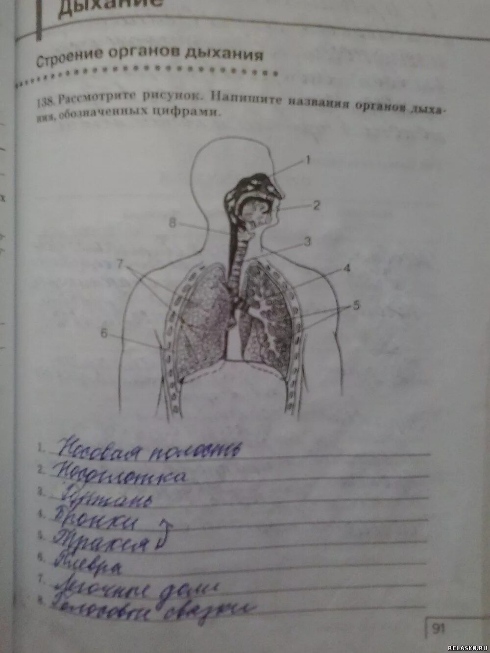 Рабочая тетрадь по биологии 8 класс ответы. Рабочая тетрадь по биологии 8 класс. Биология 8 класс анатомия человека. Биология 8 класс рабочая тетрадь анатомия. Строение органов человека рабочая тетрадь.