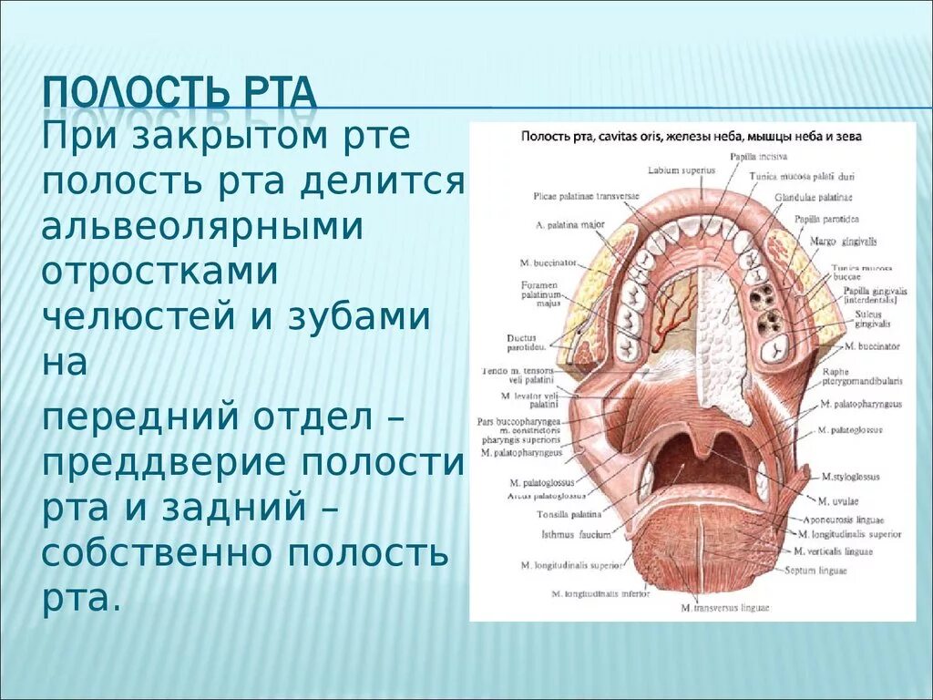Границы полости рта. Ротовая полость строение анатомия. Ротовая полость анатомия Синельников. Ротовая полость (органы, строение стенок). Анатомия роьовой полост.
