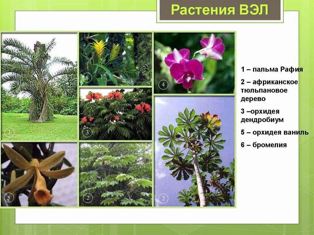 Разнообразие удивляет