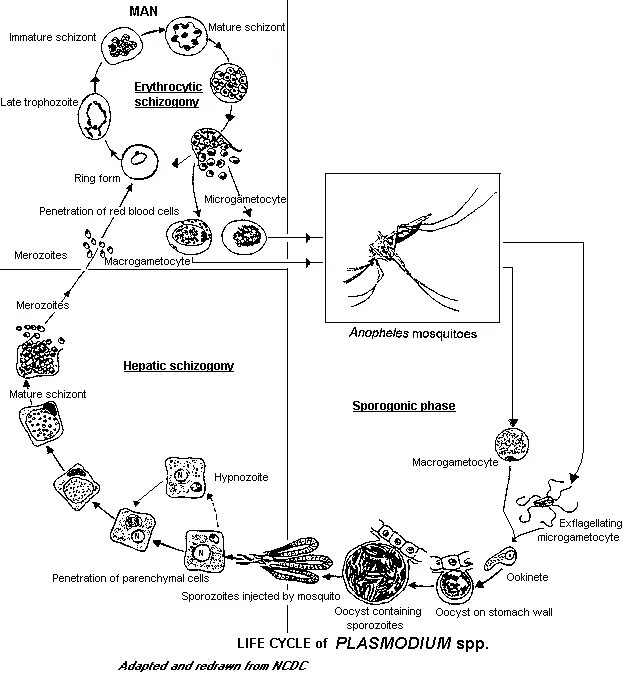 Можно ли считать человека окончательным хозяином малярийного. Plasmodium Vivax жизненный цикл. Цикл развития малярийного комара схема. Жизненный цикл малярийного комара. Жизненный цикл малярийного плазмодия схема.