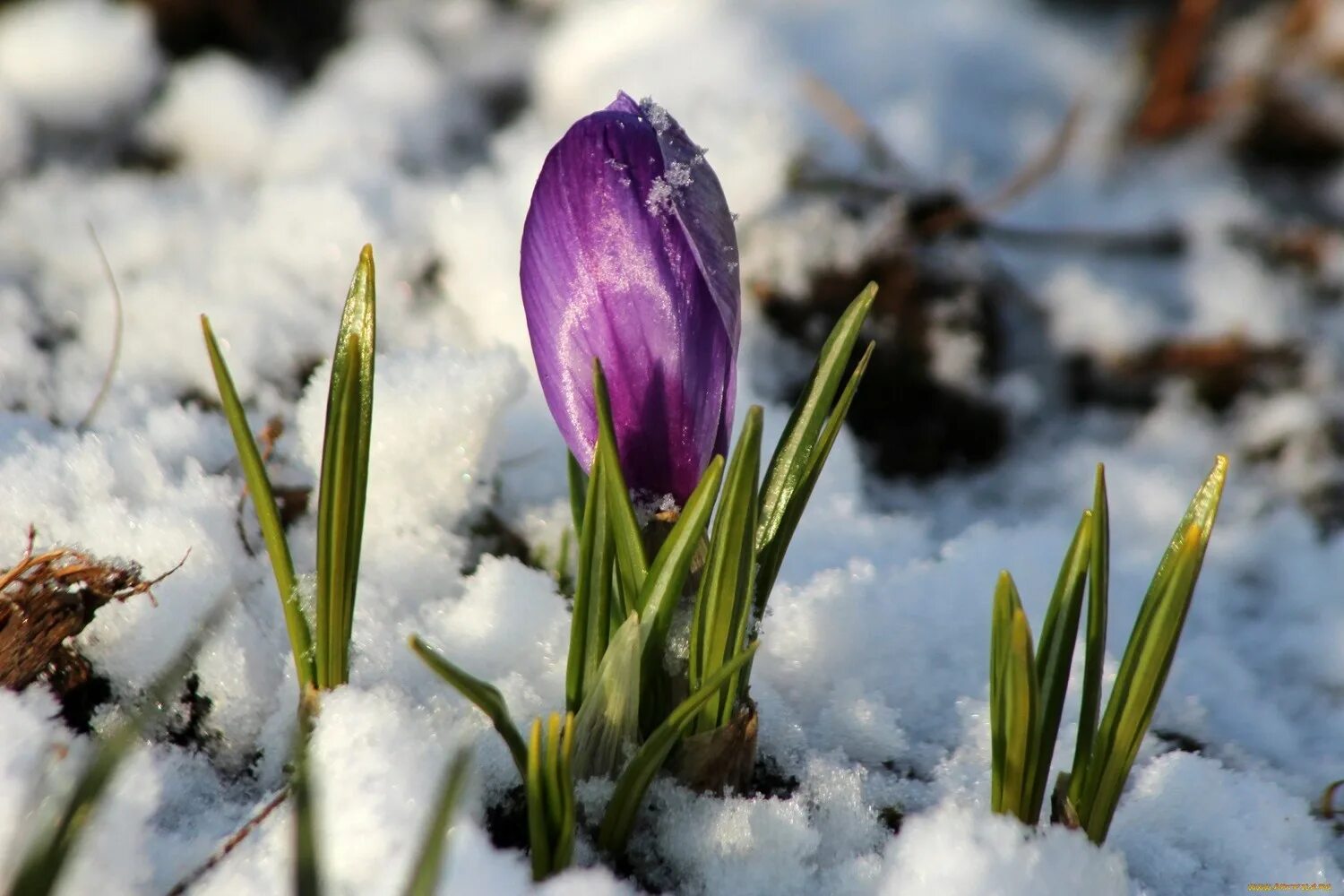 из под снега. первоцвет примула в снегу. дряква подснежники первоцветы. из под снега. весенний первоцвет пролеска.