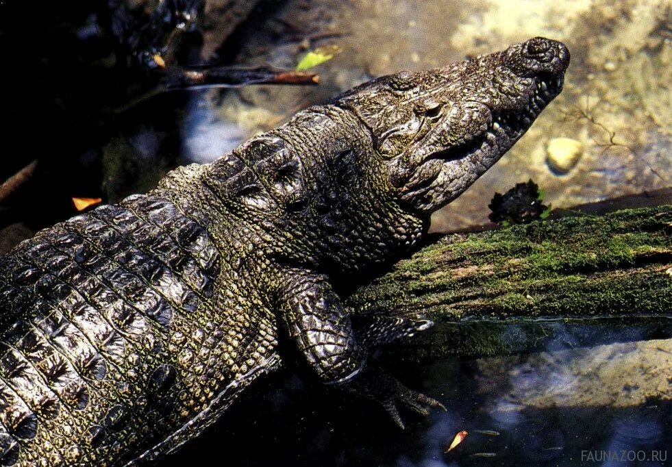 крокодиловый (очковый) кайман. очковый кайман. черный кайман отряд. карликовый кайман кювье. черный кайман крокодил.